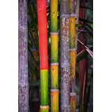 600 Semillas De Bambu Arcoiris