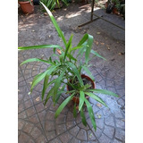 Dracena, 70cm, Planta De Interior Y Exterior