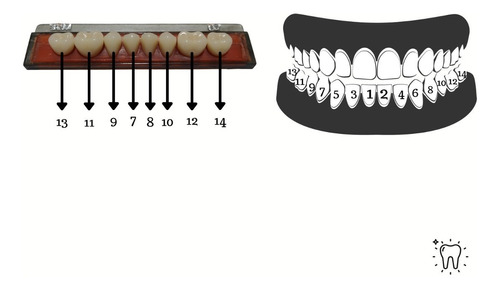 Dentes Resina Avulsos Placa. Postiços, Provisórios -inferior