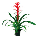 Bromelia Roja - Guzmania - Planta Exotica