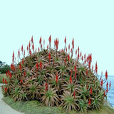 100 Semillas De Acíbar, Aloe Candelabro (aloe Arborescens)