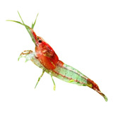 Neocaridina Red Rili 5 Unidades Gambas De Agua Dulce