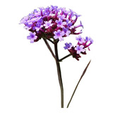 Verbena Bonariensis Planta Nativa Pastizal