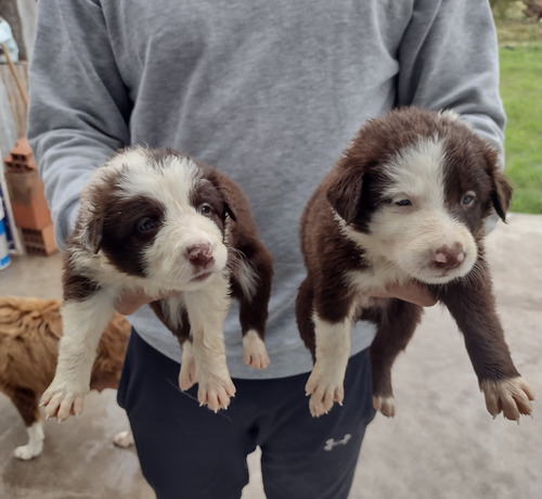 Cachorros Border Collie Marron Chocolate Puros