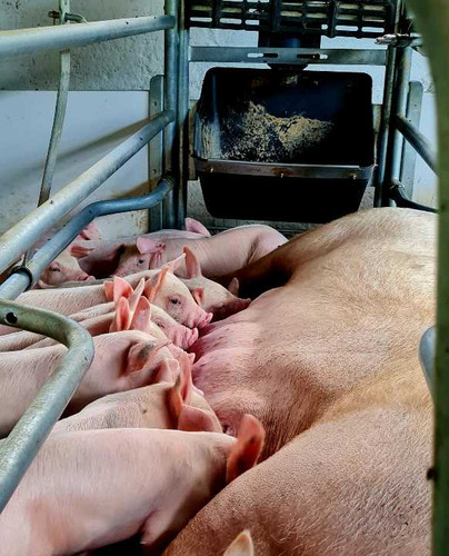 Finca Porcicola De Cria En La Magdalena Buga - Imagen 4