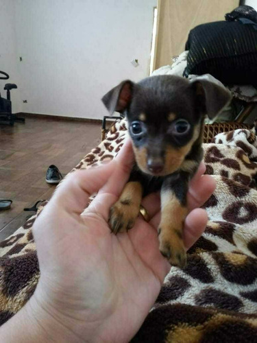 Pinscher Mini