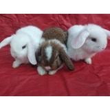 Conejos Enanos Holland Lop