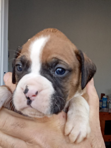 Cachorros Boxer