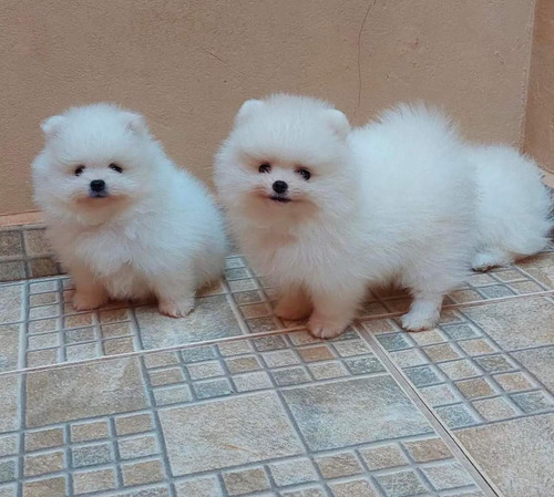 Cachorros Pomerania Carita De Osito