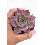 Echeveria Lilacina X Romeo Rubín Suculenta Colección N° 8