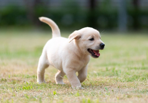 Cachorros Labrador Retriever Perros Bucaramanga Cucutá