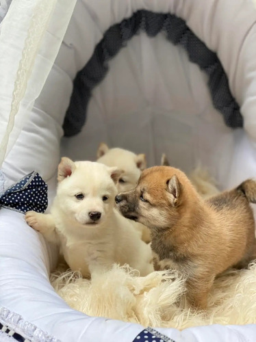 Cachorros Shiba Inu 