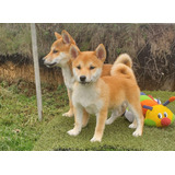 Preciosos Cachorros Shiba Inu Perros Disponibles Bogotá 