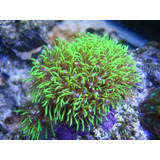 Coral Polipo Estrella Verde Radioactivo Frag