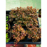  Ludwigia Super Red Mini Arbusto,  