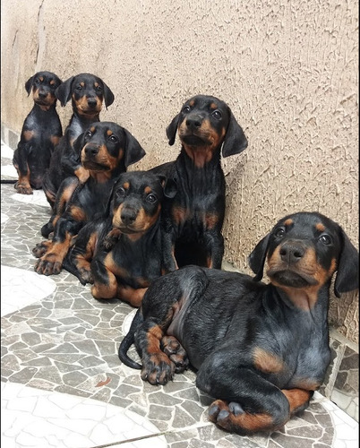 Filhotes De Dobermann 