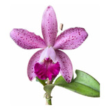 Orquídea Catleya Pedra Da Gávea Adulta