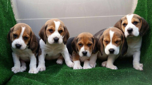 Cachorro Beagle Tricolor!! 02