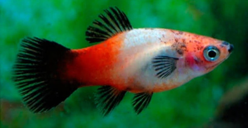 Pacote C/10 Peixes Plati Tricolor -água Doce- Aquário