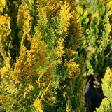 Thuja Thuya Dorada Conifera Ornamental