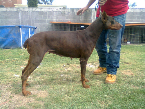 Doberman Excelentes Cachorros