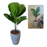 Palmeira Leque Planta Natural C/ Vaso Decorativo 
