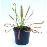 Planta Carnívora Drosera Capensis 