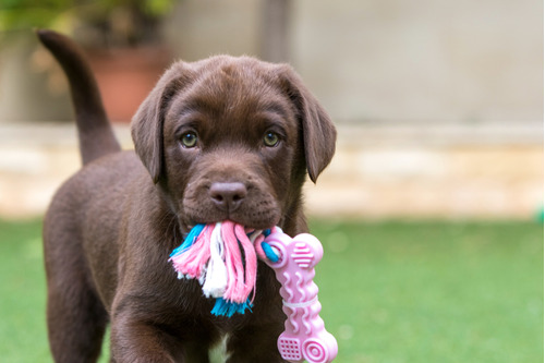 Labrador Retriever Chocolate Puros