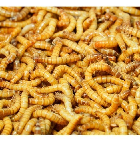 Tenébrios Molitor 1.000 Larvas Vivas