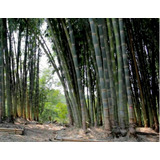 12 Semillas De Dendrocalamus Strictus - Bambu Macho Cod 1314