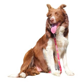 Filhote De Border Collie Com Pedigree Cbkc