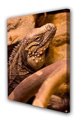 Vinilo Decorativo 40x60cm Iguana Reptil Lagartija Fauna M1