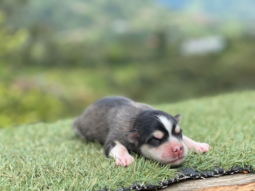 Pomski,mascotas,cachorros, De Criadero Kanis 