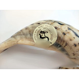 New Judaica Oil Unting Rams - Cuerno Shofar De Tierra Santa.