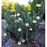 20 Semillas De Cactus Calendero + Instructivo