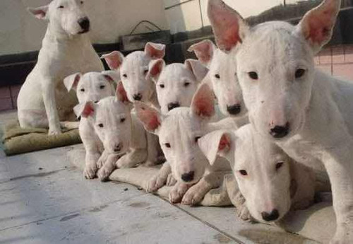 Bull Terrier A Pronta Entrega Filhotes Perfeitos Com Ped