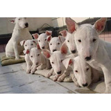 Bull Terrier A Pronta Entrega Filhotes Perfeitos Com Ped