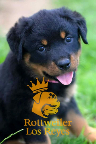 Cachorro Rottweiler 50