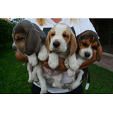 Beagle Cachorros Pedigree Fca Reserva