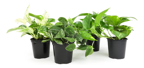 Plantas De Pothos Vivas (4 Unidades), Plantas De Interior Vi