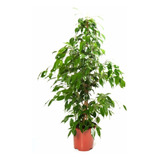 Ficus Benjamina Matapalo Arbol Benjamin X3lts!