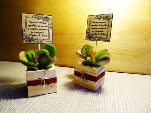 Cactus Recuerdos Suculentas Bonsai Para Regalos En Oferta 