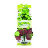 Planta De Seda De Pennywort De Marina Naturals