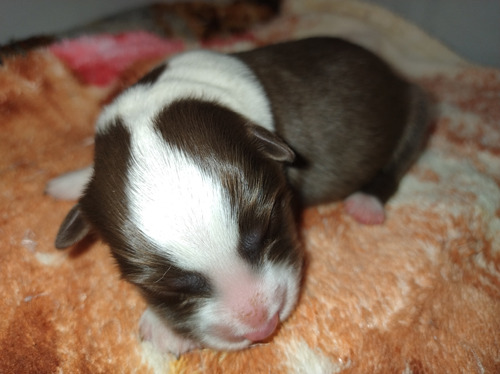  Border Collie Fêmea