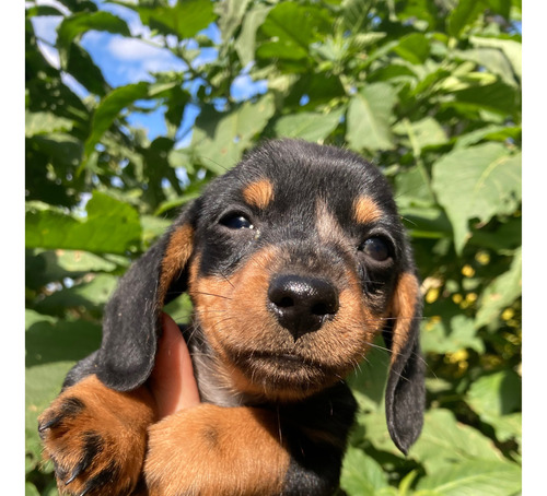 Dachshund Mini Macho