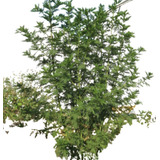 50 Semillas Artemisia Annua Frescas Listas Para Sembrar
