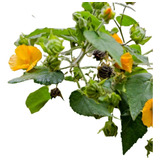 Malvavisco Grande Abutilon Grandifolium Planta Nativa