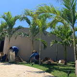 Palma Kerpis ( Palmera Ornamental ) Mas Semillas 