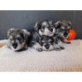 Schnauzer Minis Con Pedigree