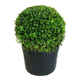 Buxinho Natural - Plantas Direto Do Produtor, 10 Mudas